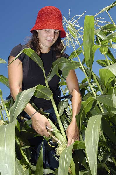 Agronomy graduate student Camilla Vargas innoculates corn at Troy Gardens.